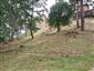jašterica zelená (9.6.2024)