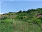 jašterica zelená (9.6.2024)