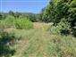 jašterica zelená (23.6.2024)