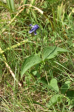 Clemitis integrifolia