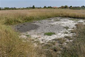 Strh vegetačného krytu s výskytom druhu Crypsis aculeata