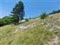jašterica zelená (26.6.2024)
