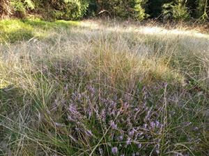 Porast s Calluna vulgaris a Nardus stricta