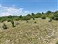 jašterica zelená (14.7.2024)