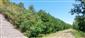 jašterica zelená (29.7.2024)