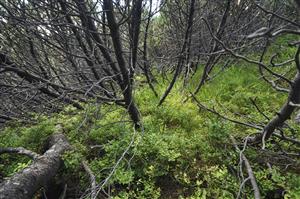 Interiér porastu kosodreviny s prevládajúcim Vaccinium myrtillus a Calamagrostis villosa v podraste
