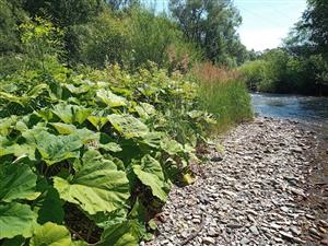Prevláda porast deväťsilov, Calamagrostis pseudophragmites len v malej miere na brehovej čiare