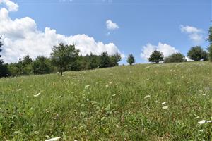 Pohľad na porasty cieľového biotopu.