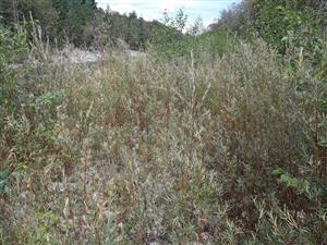 Mladý porast Salix elaeagnos  a Alnus incana na štrkovej lavici