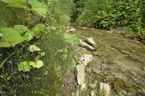 Porast Equisetum variegatum