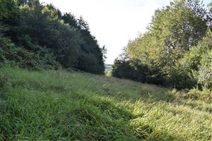 Porasty cieľového biotopu v obkolesení remízky a lesnej vegetácie.