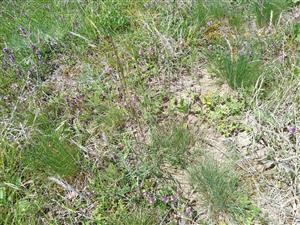 Detail porastu s Festuca valesiaca, F. rupicola, Koeleria macrantha