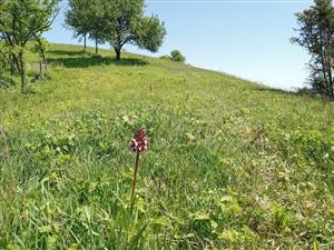 Orchis purpurea