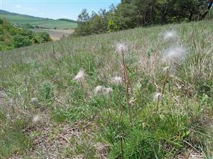 Pulsatilla v poraste biotopu Tr2