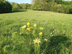 Adonis vernalis