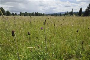 Cirsium heterophyllum na podmáčaných plochách