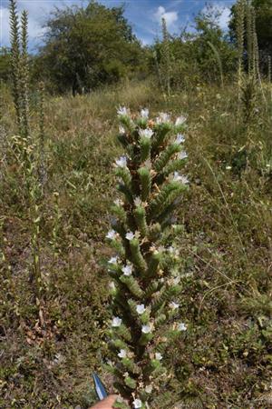 Kvitnúci druh Echium italicum