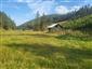 jašterica bystrá (6.9.2024)