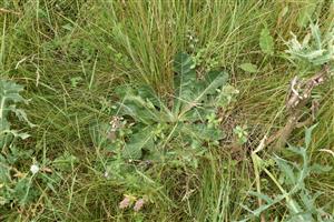 Taraxacum serotinum