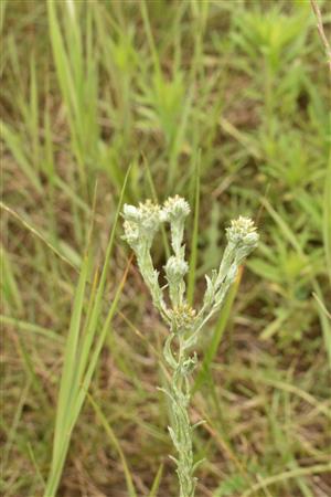 Filago vulgaris