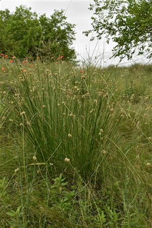 Scirpoides holoschoenus