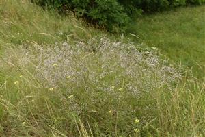 Gypsophila paniculata 