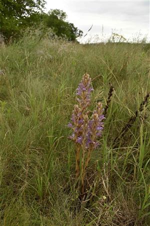 Phelipanche arenaria