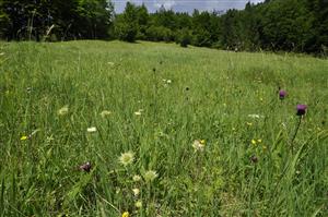 Detail porastu Tr1 s Cirsium pannonicum, Knautia kitaibelii