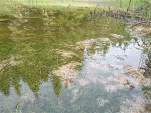 Porasty chár zaberajú cca 40% vodnej plochy, najmä v plytčinách do cca 2m hĺbky