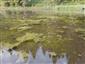 Prirodzené eutrofné a mezotrofné stojaté vody s vegetáciou plávajúcich a/alebo ponorených cievnatých rastlín typu Magnopotamion alebo Hydrocharition (22.8.2024)