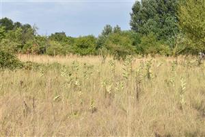 Porast s Asclepias syriaca, v pozadí Calamagrostis epigejos