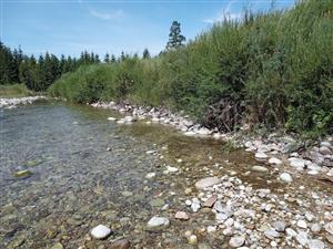 Celkový pohľad - porasty s Myricaria v predchádzajúcom zázname vystriedali vzhľadom na rýchlu dynamiku porasty Salix elaeagnos. Zvyšky Myricaria sú vpravo (sivozelené kry)