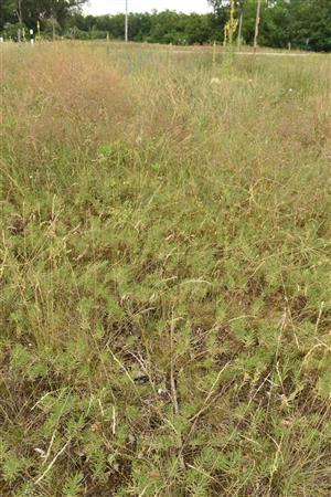 Achillea ochroleuca