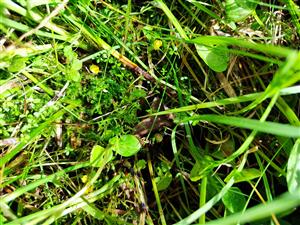 Hamatocaulis vernicosus na TMP1