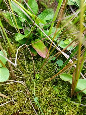 Hamatocaulis vernicosus na TMP