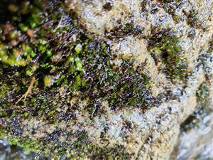 Ochyraea tatrensis na TMP4
