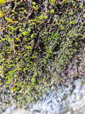 Ochyraea tatrensis na TMP8