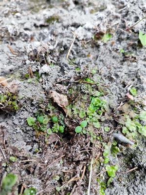 Mannia triandra na TMP