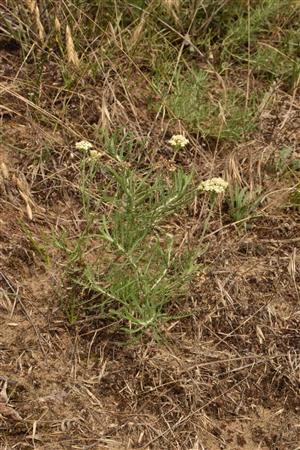 Achillea ochroleuca