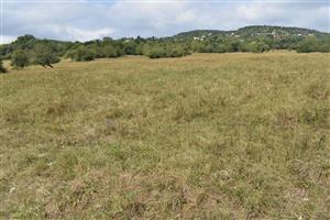 Pohľad na biotop smerom k suchšej časti