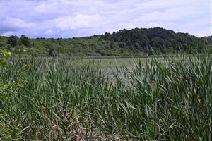 Celkový pohľad na TML v z. časti lokality; na okraji porasty Typha latifolia a bližšie k porastom cieľového biotopu aj T. angustifolia