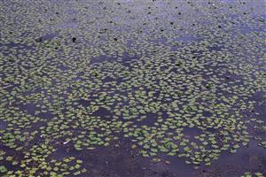 Porast s dominanciou Trapa natans