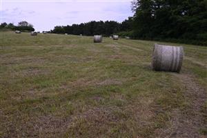 Celkový pohľad na TML po pokosení