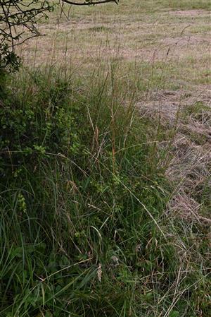 Fragment nepokoseného porastu pri krovinách s Prunus spinosa