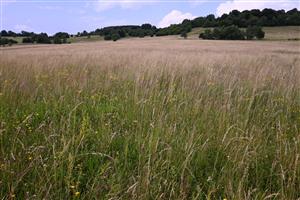 Celkový pohľad na TML v centrálnej časti