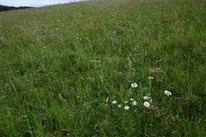 Pohľad na porasty cieľového biotopu s prítomnosťou druhov Holcus lanatus, Arrhenatherum elatius, Anthoxanthum odoratum, Vicia tetrasperma alebo Leucanthemum vulgare
