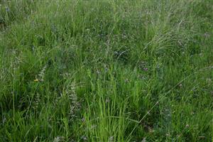 Pohľad na porast cieľového biotopu