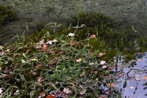 Pohľad na porast s dominanciou druhu Hippuris vulgaris a prítomnosťou Ranunculus lingua