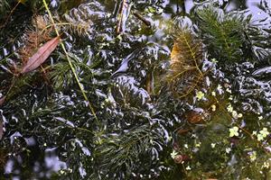 Porasty s dominanciou submerného druhu Ceratophyllum submersum