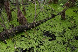Porasty Spirodella polyrhiza a Lemna minor, pod hladinou je prítomný druh Ceratophyllum submersum
